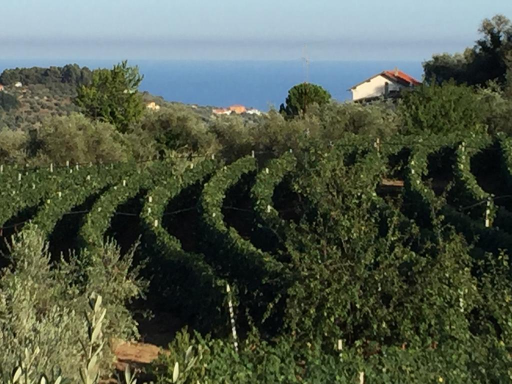 Agriturismo Ada Musso Ss Diano Borello Екстер'єр фото