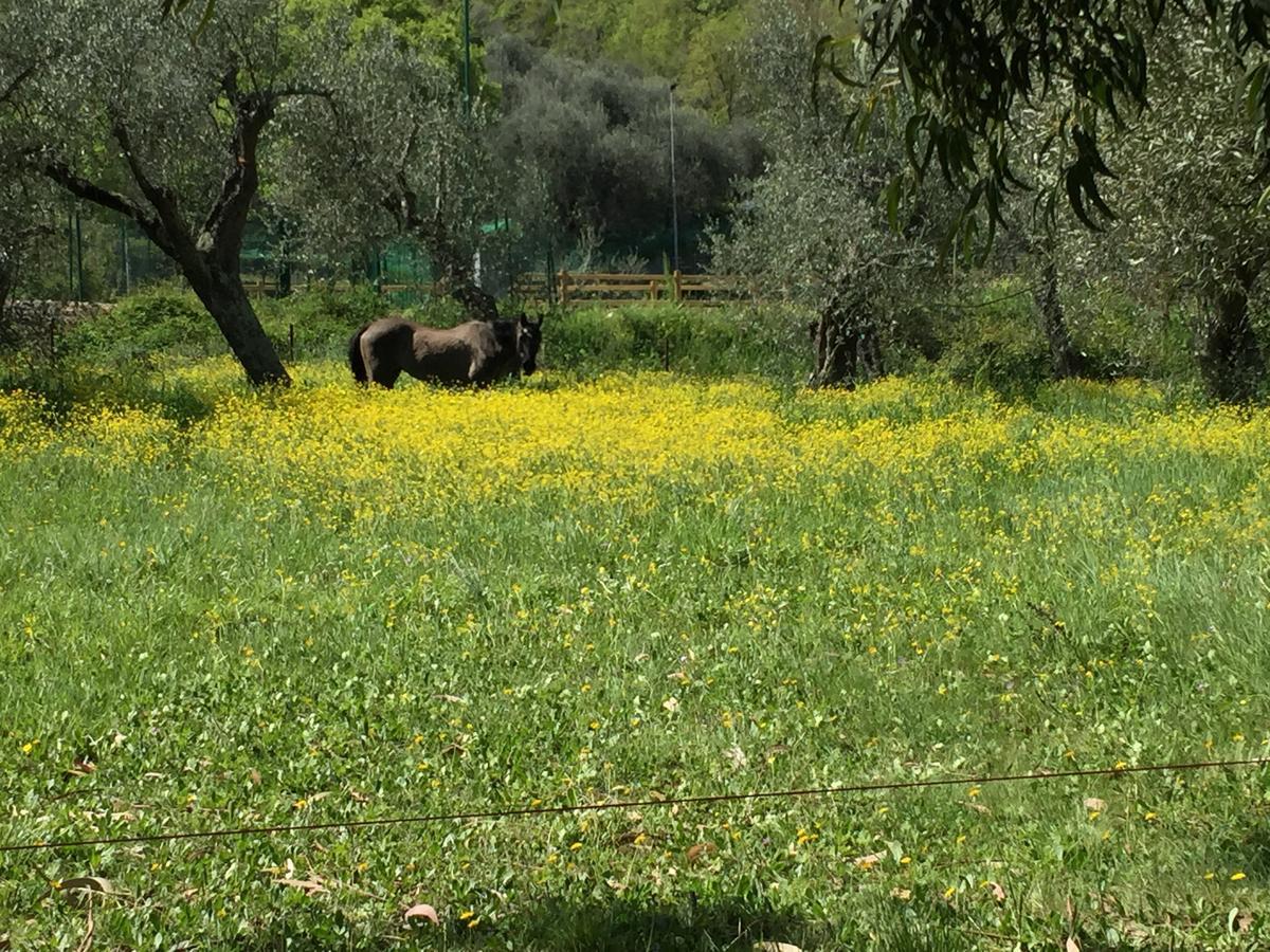 Agriturismo Ada Musso Ss Diano Borello Екстер'єр фото